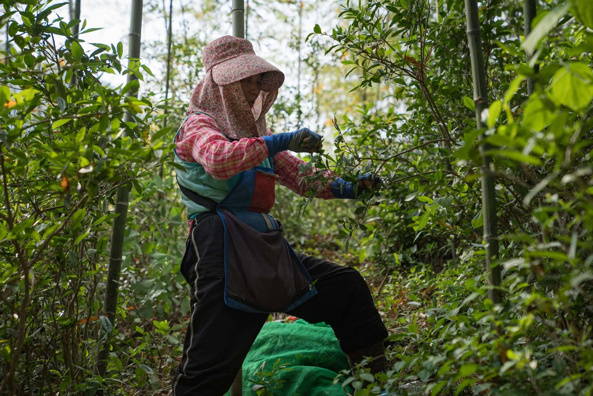 Campos de té orgánico en Hadong, Corea del Sur, cosecha 2023